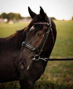 Super brave D-pony, Dieren en Toebehoren, Pony's, Ruin, Niet van toepassing, Springpony, Gechipt