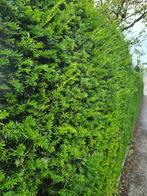 Taxus Baccata 180-200 cm voor een groenblijvende haag, Ophalen of Verzenden, Taxus, Haag, 100 tot 250 cm