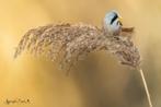gezocht vogels voor in de fotokooi, Dieren en Toebehoren, Vogels | Overige Vogels, Geslacht onbekend, Tropenvogel