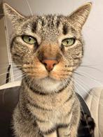 Lieve kater zoekt een nieuw huis, Dieren en Toebehoren, Kater