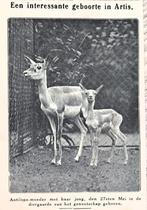 Artis 1918; antilope-moeder met in Artis geboren jong, Verzenden, Voor 1940, Gebruikt, Dier