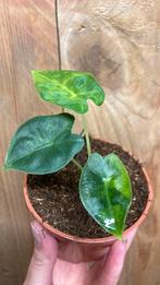 Alocasia frydek variegata plant aurea green lime, Huis en Inrichting, Kamerplanten, Overige soorten, Minder dan 100 cm, Ophalen of Verzenden