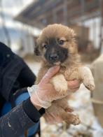 Lieve pup Sookie zoekt een huisje, Dieren en Toebehoren, Particulier, 8 tot 15 weken, Buitenland, Teef