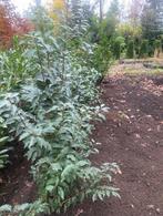 Haagplanten, Ophalen, Laurier, Haag, 100 tot 250 cm