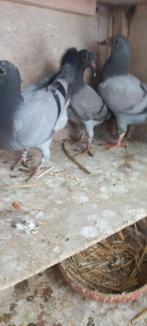 jonge postduiven uit de kwekers, Meerdere dieren, Postduif