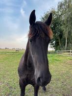Auke Friese Hengst jaarling, Dieren en Toebehoren, Hengst, Minder dan 160 cm, 0 tot 2 jaar