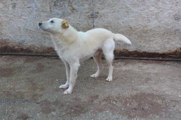 Knappe Chesley ter Adoptie!  beschikbaar voor biedingen