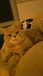 Rode kater, Kater, Kortharig, 0 tot 2 jaar