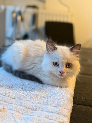 Ragdoll raszuiver beschikbaar voor biedingen