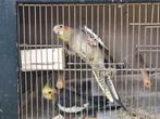 Tekoop valkparkiet koppel en een turkezien man, Meerdere dieren
