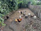 Araucana Kippen (groenlegger) met evt USA zijdehoen te koop!, Dieren en Toebehoren, Pluimvee, Meerdere dieren, Kip