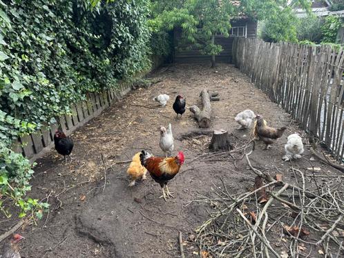 Araucana Kippen (groenlegger) met evt USA zijdehoen te koop!, Dieren en Toebehoren, Pluimvee, Kip, Meerdere dieren