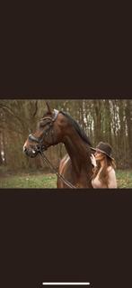 Verzorger gezocht voor lieve ruin, Diensten en Vakmensen, Dieren | Paarden | Verzorging, Oppas en Les, Ruiter of Bijrijder