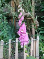 Digitalis, Ophalen of Verzenden, Zomer, Overige soorten, Volle zon