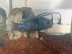 Cyrtocara moorii – Dolfijn Cichlide te koop., Dieren en Toebehoren, Vissen | Aquariumvissen, Vis
