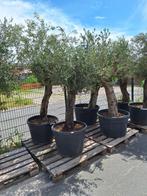 Olijfboom, bomen,olea, europaea, olive, tree, Bloeit niet, 100 tot 250 cm, Olijfboom, Ophalen