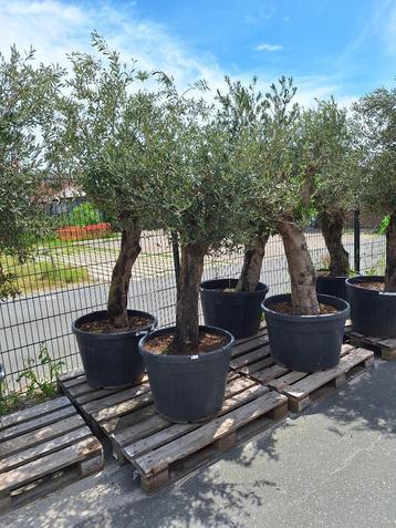 Olijfboom, bomen,olea, europaea, olive, tree beschikbaar voor biedingen