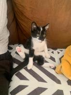 Lieve katertjes, Dieren en Toebehoren, Katten en Kittens | Overige Katten, Kater, 0 tot 2 jaar