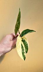 Syngonium albo variegata gewortelde stek, Huis en Inrichting, Kamerplanten, Overige soorten, Minder dan 100 cm, Ophalen of Verzenden