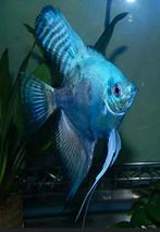 Actie 10 % korting Top assortiment  Pinoy Paraiba varianten, Vis, Zoetwatervis, Schoolvis