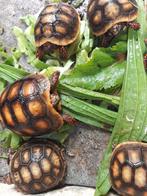 Kolenbranderschildpadden, Dieren en Toebehoren, Reptielen en Amfibieën