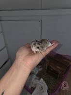 Dwerghamsters, Hamster, Februari, Meerdere dieren, Tam