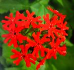 Zaden Silene chalcedonica Brandende Luefde, Ophalen of Verzenden, Volle zon