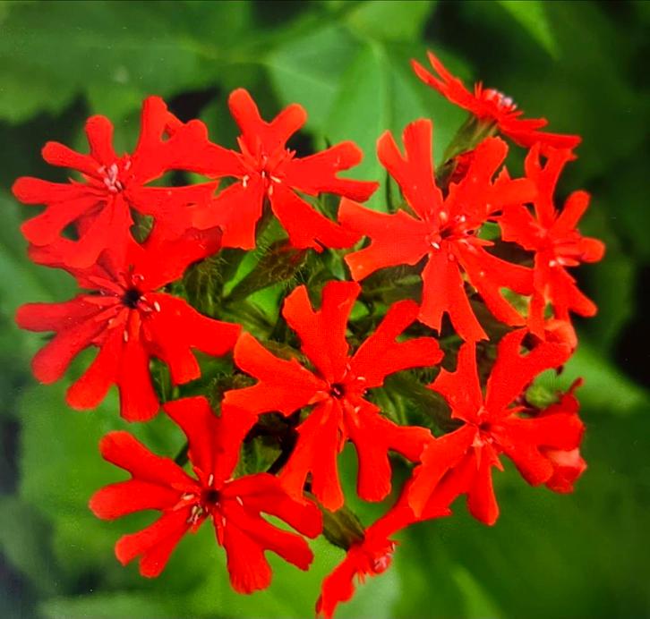 Zaden Silene chalcedonica Brandende Luefde, Tuin en Terras, Bloembollen en Zaden, Volle zon, Ophalen of Verzenden