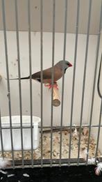 Spitsstaart amadine, Mannelijk, Tropenvogel