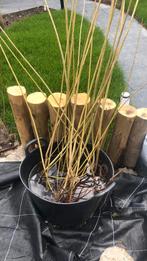Wilgentakken Salix viminalis katwilg 10 stuks, Zomer, Vaste plant, Overige soorten, Ophalen