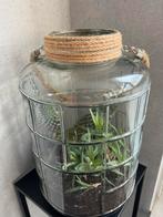 Terrarium incl vetplanten en cactus, Ophalen, 100 tot 150 cm, Halfschaduw, Groene kamerplant