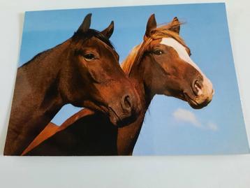 paard paarden kaart Poppverlag beschikbaar voor biedingen