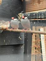 Rijstvogels te koop, Meerdere dieren, Tropenvogel