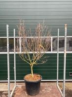 Cornus kausa ‘china girl’, Ophalen, Lente, Volle zon, Overige soorten