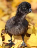 Ayam Cemani kuikens – zeldzaam ras – €15 per stuk, Dieren en Toebehoren, Pluimvee, Meerdere dieren, Kip