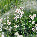 verbascum blattaria f albiflorum (mottenkruid) te koop, Ophalen, Zomer, Overige soorten, Volle zon