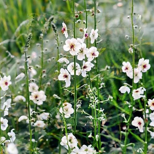 verbascum blattaria f albiflorum (mottenkruid) te koop, Tuin en Terras, Planten | Tuinplanten, Overige soorten, Volle zon, Zomer