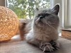 Ragdoll  (poes) met prachtige blauwe ogen met accessoires, Poes