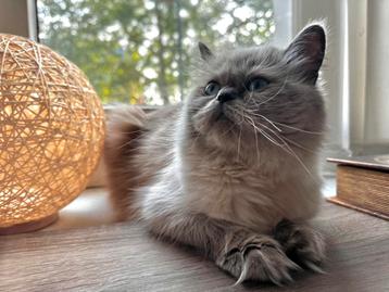 Ragdoll  (poes) met prachtige blauwe ogen met accessoires beschikbaar voor biedingen