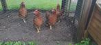 kippenhok met 4 kippen, Dieren en Toebehoren, Pluimvee | Toebehoren, Gebruikt, Kippenhok of Kippenren, Ophalen