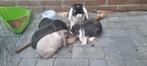 Super lieve Dwerg Hangoor Konijntjes NHD, Dieren en Toebehoren, Konijnen, Meerdere dieren, Dwerg, Hangoor, 0 tot 2 jaar
