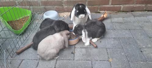 Super lieve Dwerg Hangoor Konijntjes NHD, Dieren en Toebehoren, Konijnen, Dwerg, Meerdere dieren, 0 tot 2 jaar, Hangoor