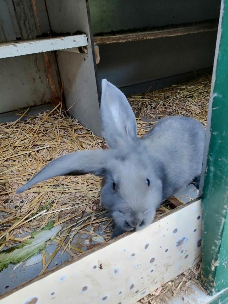 Kruising vlaamse reus x lotharinger, Dieren en Toebehoren, Konijnen, Groot, Mannelijk