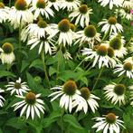 Mooie vaste planten/grassen/enz in 2liter pot,zie advertenti, Tuin en Terras, Planten | Tuinplanten, Ophalen