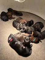 Mechelse x hollandse herder pups, CDV (hondenziekte), 8 tot 15 weken, Meerdere, Meerdere dieren