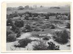 AK Vorstenbosch - Landschap bij Vorstenbosch, Verzenden, 1940 tot 1960, Ongelopen, Noord-Brabant