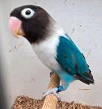 Blauwe agapornis personata, Dieren en Toebehoren, Mannelijk, Dwergpapegaai of Agapornis, Geringd