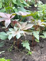 Rode wonderboom Ricinus communis plantje plant tuinplant, Tuin en Terras, Volle zon, Eenjarig, Zomer, Ophalen