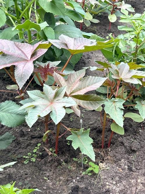 Rode wonderboom Ricinus communis plantje plant tuinplant, Tuin en Terras, Planten | Tuinplanten, Eenjarig, Overige soorten, Volle zon
