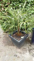 Palmboom, Tuin en Terras, Planten | Bomen, Halfschaduw, Minder dan 100 cm, Zomer, Palmboom
